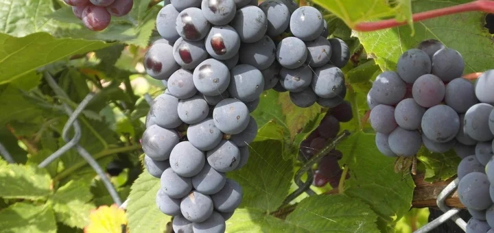 Pruning grapes in autumn: step-by-step guide with pictures, timing, and care recommendations Pruning grapes in autumn