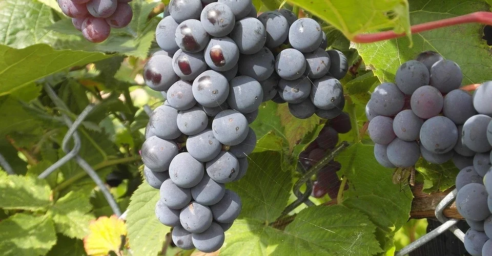 Pruning grapes in autumn: step-by-step guide with pictures, timing, and care recommendations Pruning grapes in autumn