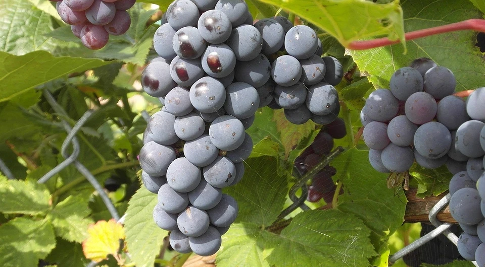 Pruning grapes in autumn