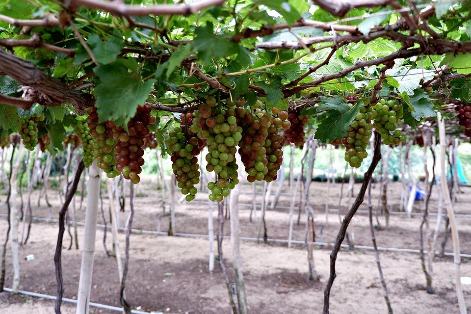 Why grapes need autumn pruning