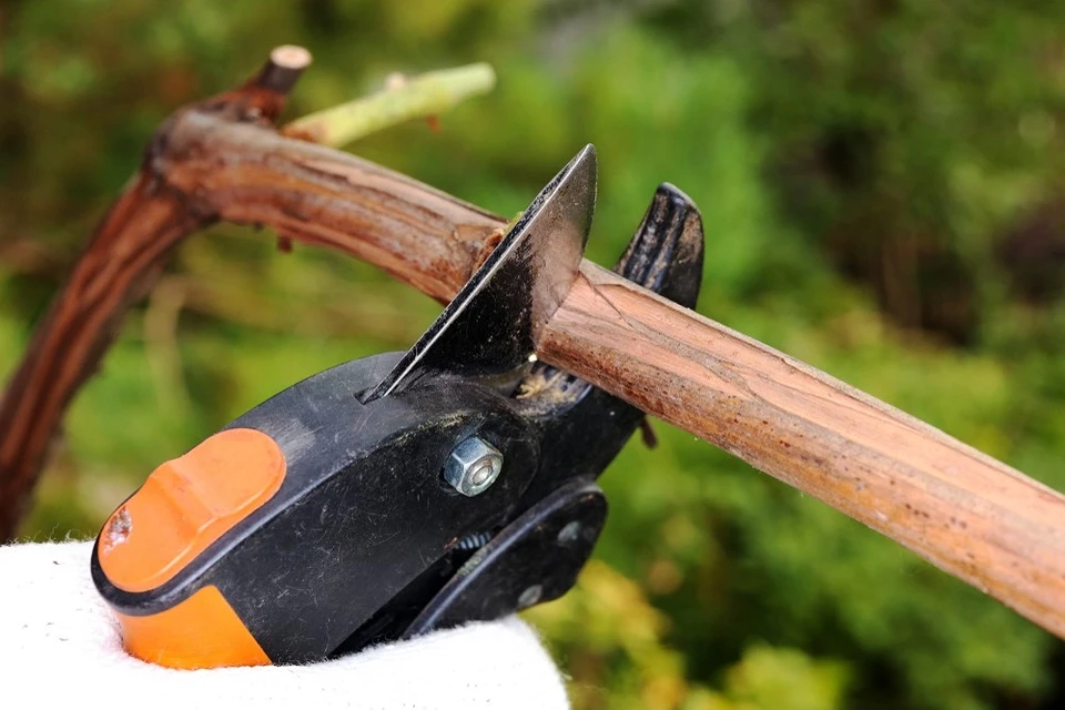 Basic pruning rules