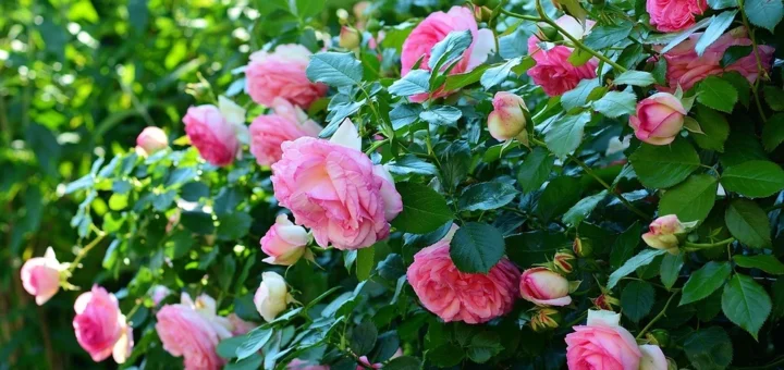 Pruning roses in autumn: timing, diagrams for 7 different types, rules and tips Pruning roses in autumn