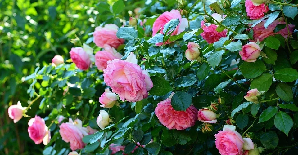 Pruning roses in autumn