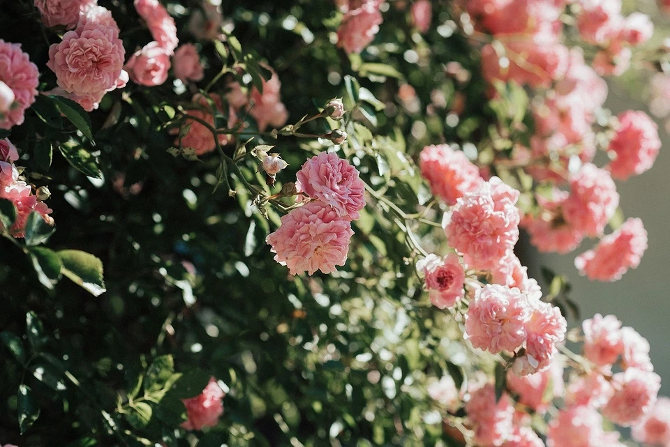 Why do rose bushes need to be pruned in autumn