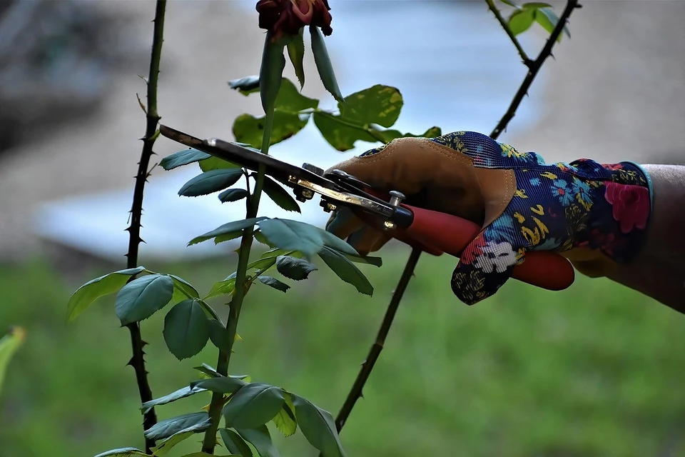 Pruning times