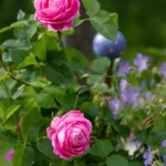 Rose bed at the cottage: the best varieties, design ideas, combinations with other plants (80 photos) Repeat-flowering