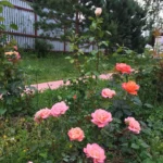 Rose bed at the cottage: the best varieties, design ideas, combinations with other plants (80 photos) Repeat-flowering
