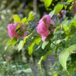 Rose bed at the cottage: the best varieties, design ideas, combinations with other plants (80 photos) Repeat-flowering