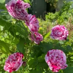 Rose bed at the cottage: the best varieties, design ideas, combinations with other plants (80 photos) Repeat-flowering