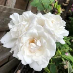 Rose bed at the cottage: the best varieties, design ideas, combinations with other plants (80 photos) Repeat-flowering