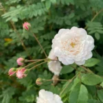 Rose bed at the cottage: the best varieties, design ideas, combinations with other plants (80 photos) Repeat-flowering