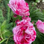 Rose bed at the cottage: the best varieties, design ideas, combinations with other plants (80 photos) Repeat-flowering