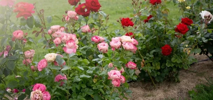 Rose bed at the cottage: the best varieties, design ideas, combinations with other plants (80 photos) Rose bed at the cottage