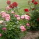 Rose bed at the cottage: the best varieties, design ideas, combinations with other plants (80 photos) Rose bed at the cottage