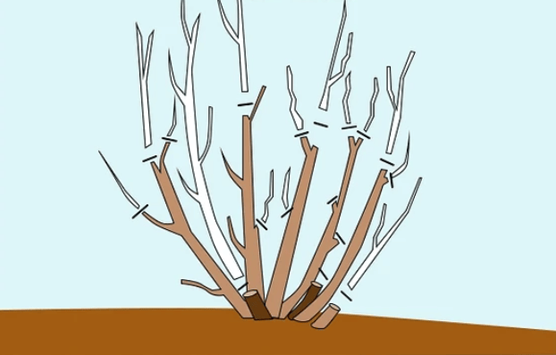 Pruning shrubs (bush roses)