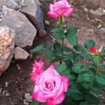 Rose bed at the cottage: the best varieties, design ideas, combinations with other plants (80 photos) Tea hybrids