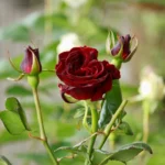 Rose bed at the cottage: the best varieties, design ideas, combinations with other plants (80 photos) Tea hybrids