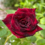 Rose bed at the cottage: the best varieties, design ideas, combinations with other plants (80 photos) Tea hybrids