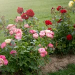 Rose bed at the cottage: the best varieties, design ideas, combinations with other plants (80 photos) Tea hybrids