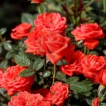 Rose bed at the cottage: the best varieties, design ideas, combinations with other plants (80 photos) Tea hybrids