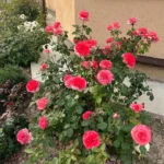 Rose bed at the cottage: the best varieties, design ideas, combinations with other plants (80 photos) Tea hybrids