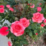 Rose bed at the cottage: the best varieties, design ideas, combinations with other plants (80 photos) Tea hybrids