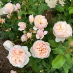 Rose bed at the cottage: the best varieties, design ideas, combinations with other plants (80 photos) Tea hybrids