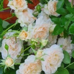 Rose bed at the cottage: the best varieties, design ideas, combinations with other plants (80 photos) Tea hybrids