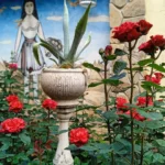 Rose bed at the cottage: the best varieties, design ideas, combinations with other plants (80 photos) Tea hybrids