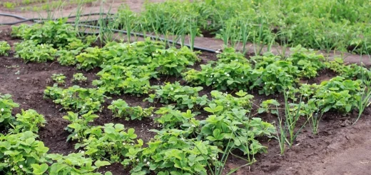 What cannot be planted together: incompatibility table, cheat sheet for gardeners What cannot be planted together