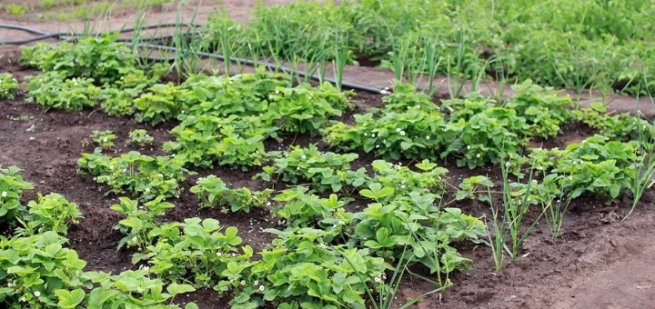 What cannot be planted together: incompatibility table, cheat sheet for gardeners What cannot be planted together