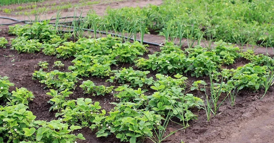 What cannot be planted together: incompatibility table, cheat sheet for gardeners What cannot be planted together