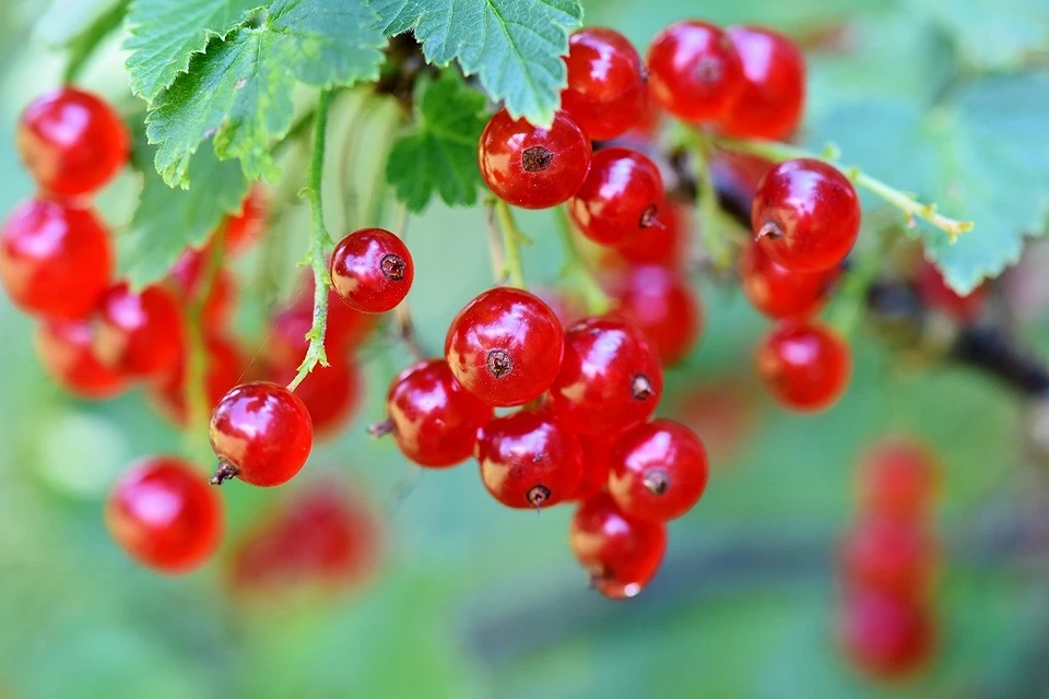 Currants