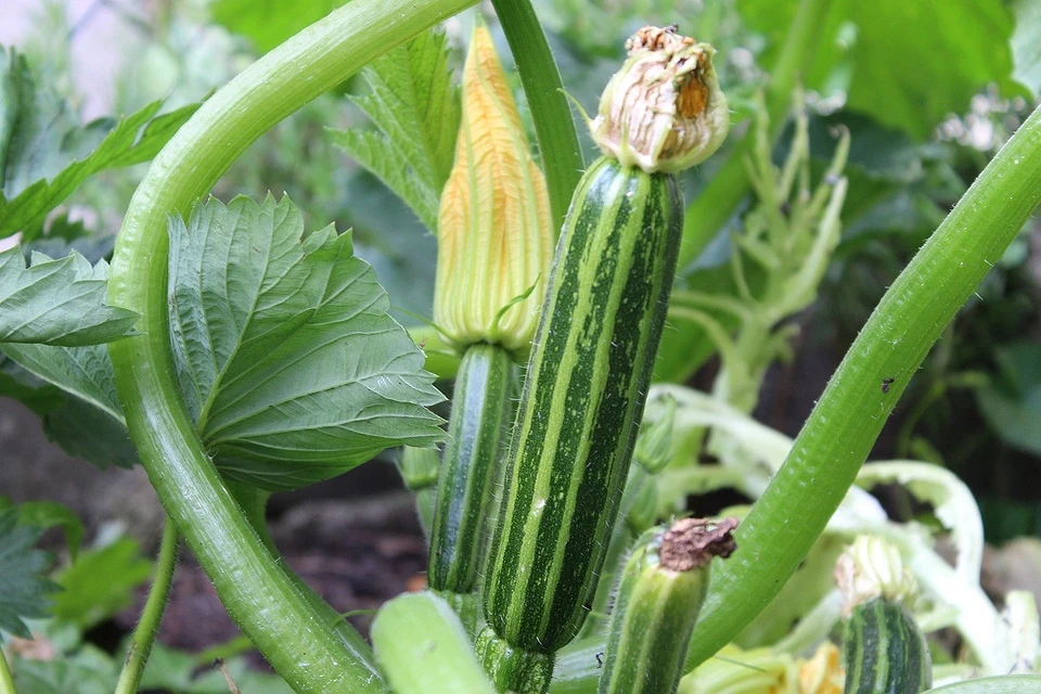 Features of growing pumpkins