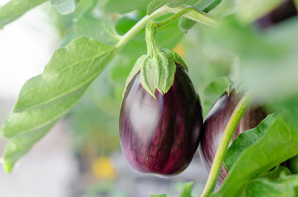 Eggplants
