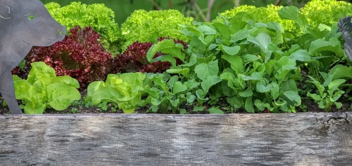 What to plant next to each other in the garden: compatibility rules and joint planting schemes in tables What to plant next to each other in the garden