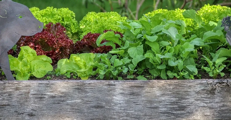 What to plant next to each other in the garden: compatibility rules and joint planting schemes in tables What to plant next to each other in the garden