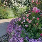 Rose bed at the cottage: the best varieties, design ideas, combinations with other plants (80 photos) What to plant next to roses in a flower bed
