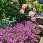 Rose bed at the cottage: the best varieties, design ideas, combinations with other plants (80 photos) Social media accounts of blogger