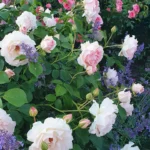 Rose bed at the cottage: the best varieties, design ideas, combinations with other plants (80 photos) Social media accounts of blogger