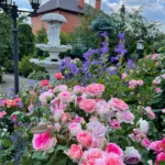 Rose bed at the cottage: the best varieties, design ideas, combinations with other plants (80 photos) Social media accounts of blogger