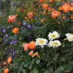 Rose bed at the cottage: the best varieties, design ideas, combinations with other plants (80 photos) Social media accounts of blogger