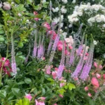 Rose bed at the cottage: the best varieties, design ideas, combinations with other plants (80 photos) Social media accounts of blogger