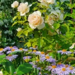 Rose bed at the cottage: the best varieties, design ideas, combinations with other plants (80 photos) Social media accounts of blogger