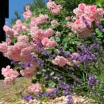 Rose bed at the cottage: the best varieties, design ideas, combinations with other plants (80 photos) Social media accounts of blogger