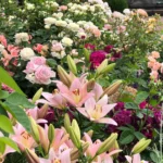 Rose bed at the cottage: the best varieties, design ideas, combinations with other plants (80 photos) Social media accounts of blogger