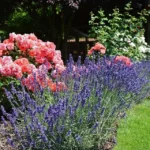 Rose bed at the cottage: the best varieties, design ideas, combinations with other plants (80 photos) Social media accounts of blogger