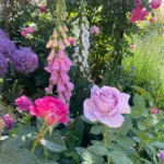 Rose bed at the cottage: the best varieties, design ideas, combinations with other plants (80 photos) Social media accounts of blogger