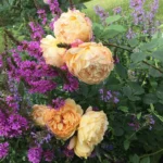 Rose bed at the cottage: the best varieties, design ideas, combinations with other plants (80 photos) Social media accounts of blogger
