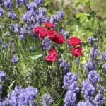 Rose bed at the cottage: the best varieties, design ideas, combinations with other plants (80 photos) Social media accounts of blogger